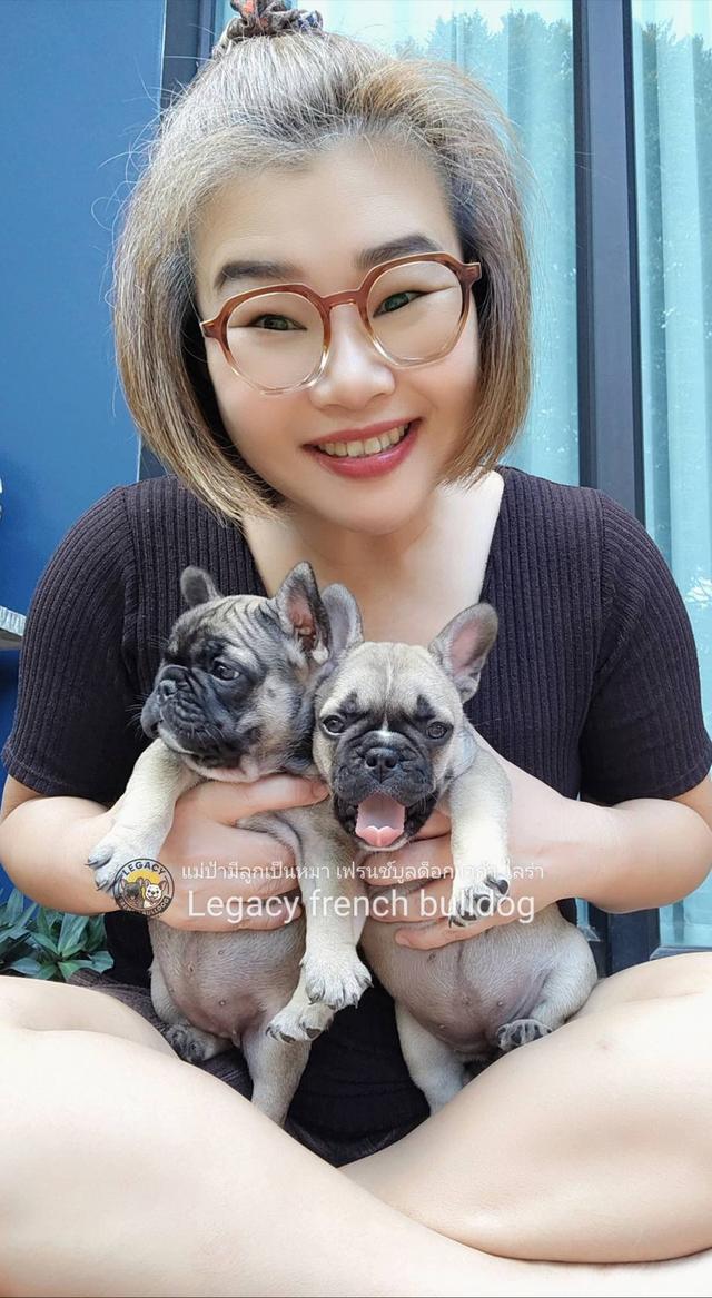 LUNA ลูกสุนัขเฟรนช์บูลด็อก เพศเมีย สีฟอว์น 3