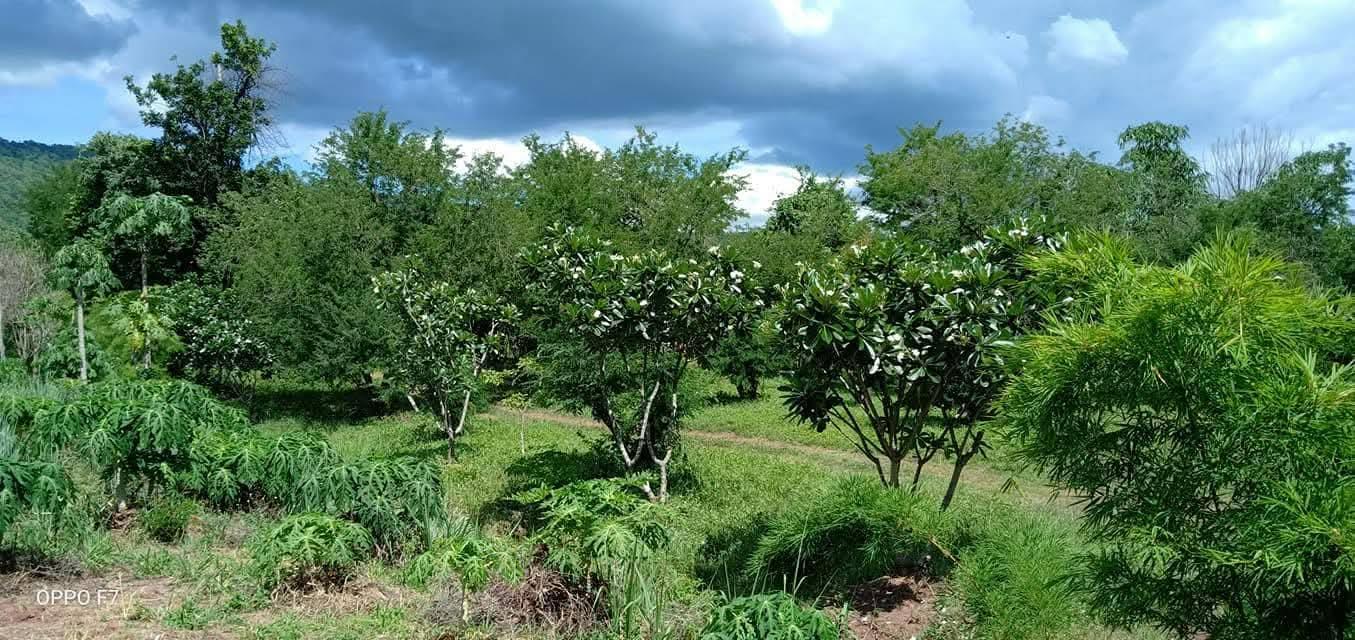 ขายที่ดินวิวภูเขาติดถนน 7 ไร่ 83 ตารางวา บ้านห้วยไผ่ ต.ห้วยส้ม อ.ภูกระดึง จ.เลย  1