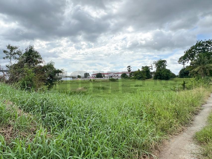 ขาย ที่ดิน บ้านบึง หนอง บอน แดง ชลบุรี(พร้อมสิ่งปลูกสร้าง) รูปที่ 9