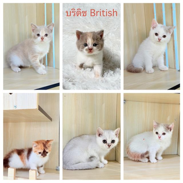 บริติชช็อตแฮร์ British Shorthair