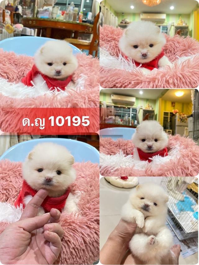 ลูกปอมเมอเรเนียนแท้ อ้วนกลมจิ๋วๆ สนใจมาดูน้องได้