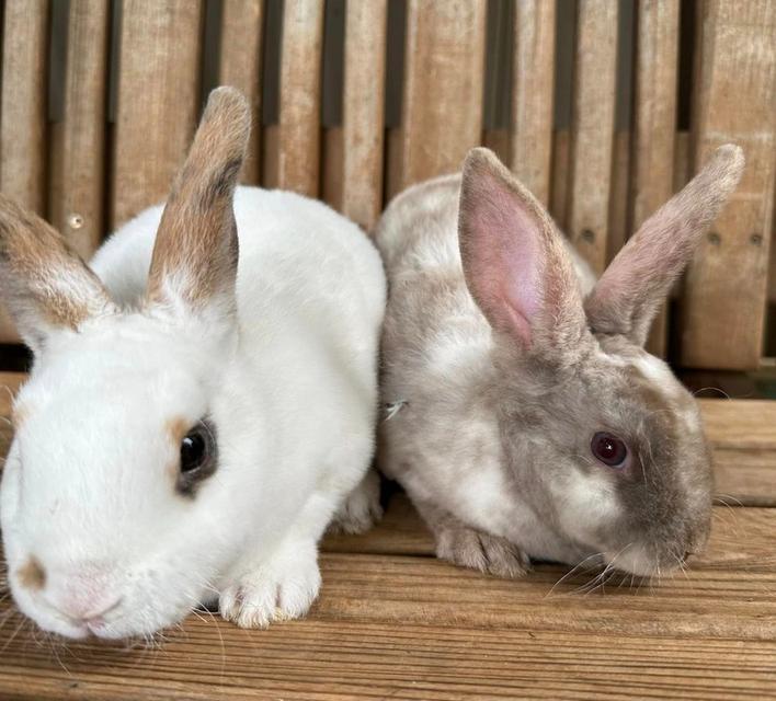 minirex bunnies กระต่ายน้อย หาบ้าน 3
