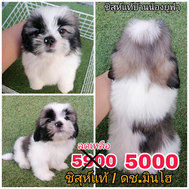 ชิสุห์เเท้ พร้อมย้าย