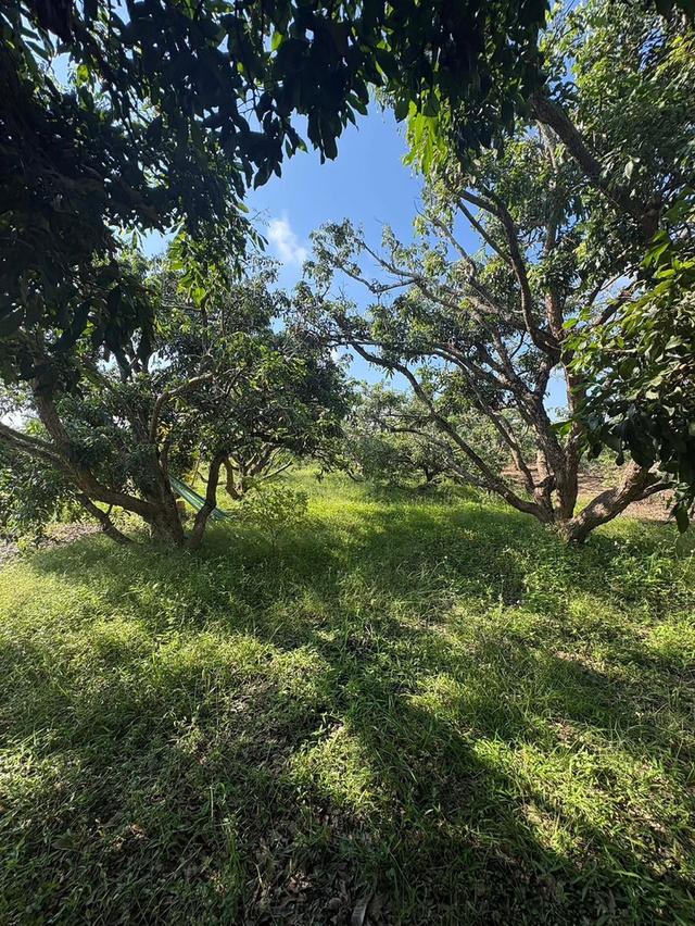 ที่ดิน เชียงใหม่ อำเภอแม่วาง ใกล้อบต. ทุ่งปิ๊ 3