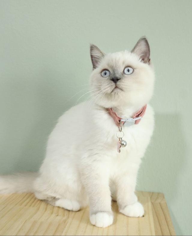 บริติช สก็อตติช น้องลูน่า