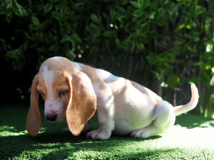 ขาย Basset Hound พันธุ์ หูยาว 3