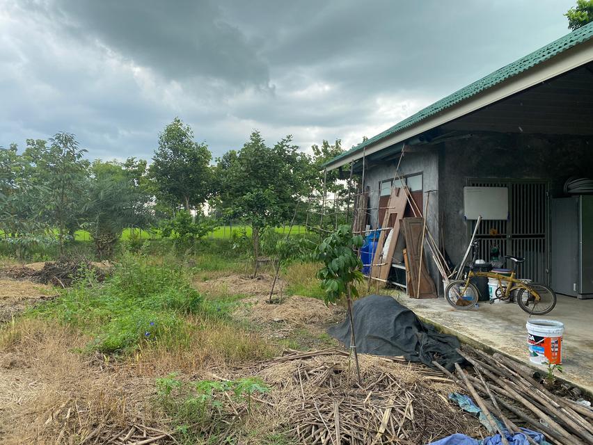 ขายที่ดินพร้อมบ้านในสวนสวย มิตรไมตรี 6 หนองจอก บ่อเลี้ยงปลา เลี้ยงไก่ ต้นไม้ป่านานาชนิด 6
