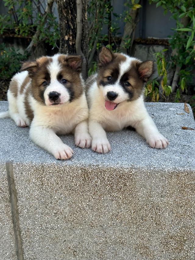 ลูกหมาบางแก้ว พร้อมย้ายบ้าน ว่าง ช1 ญ1 รูปที่ 5