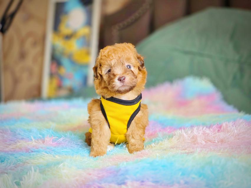 พุดเดิ้ลทอยแท้เพศเมีย