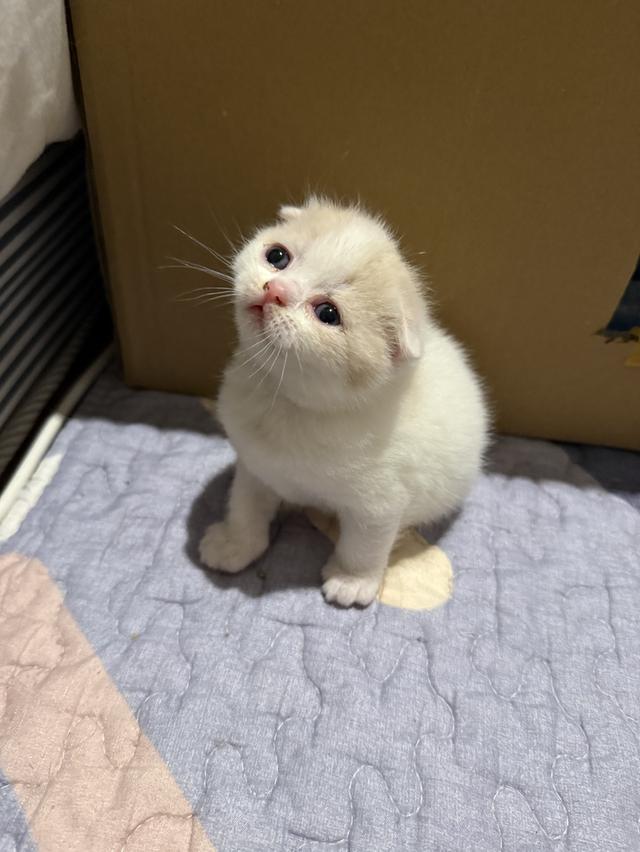 สัตว์เลี้ยง แมวสก็อตตีชโฟลด์ รูปที่ 14