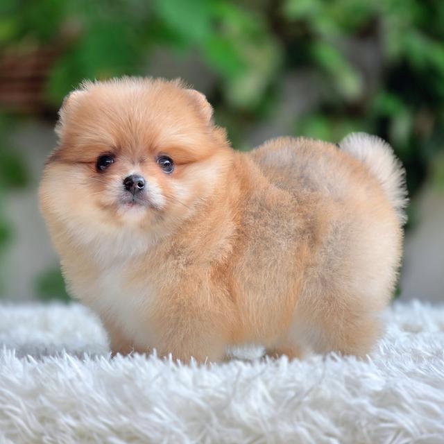 เอมมี่ ปอมแท้สาวน้อยน่ารักมาก รูปที่ 2