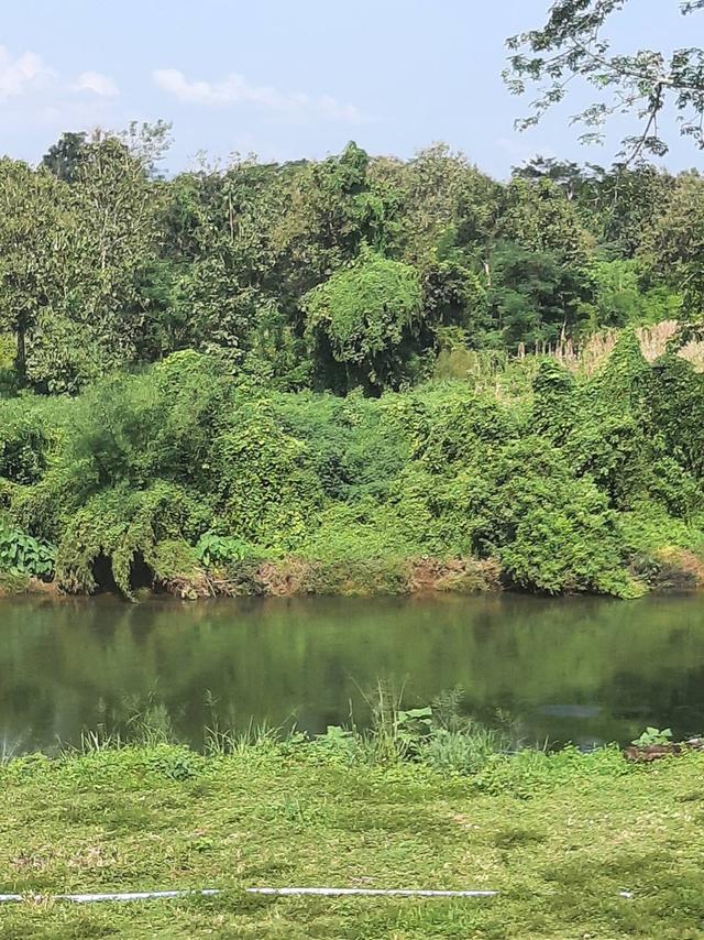 ที่ิดินพร้อมสวนทุเรียน จ.กาญจนบุรี อ.ทองผาภูมิ 6