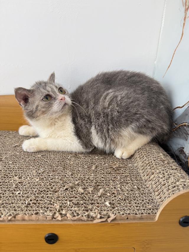 ลูกแมวพันธุ์สก๊อตติชแท้ รูปที่ 4