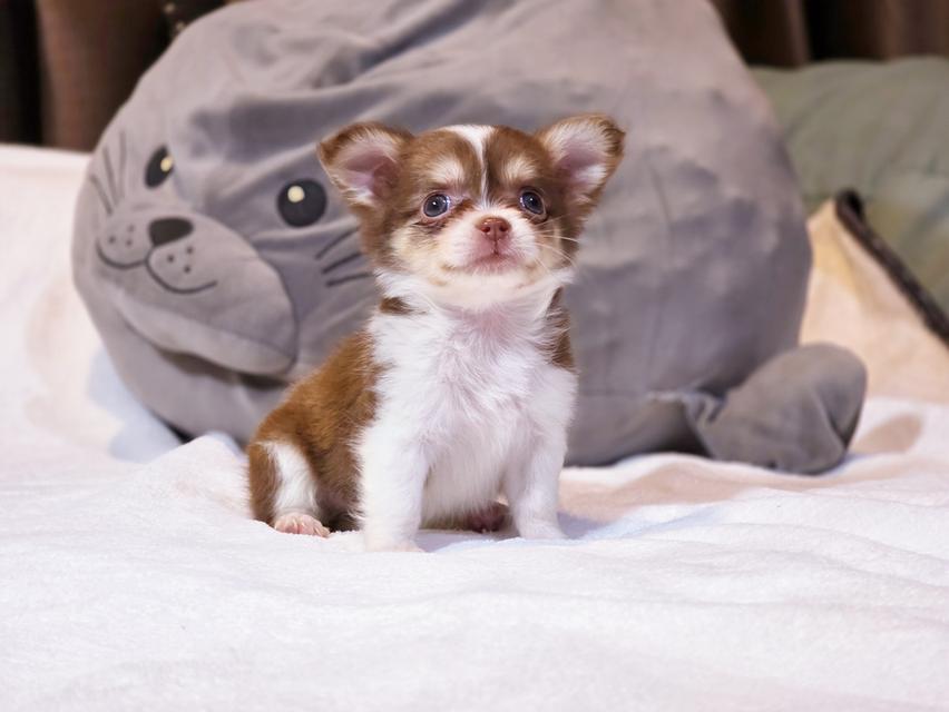 Chihuahua สายเลือดสีช็อค น้องเอลซ่าเพศ ญ