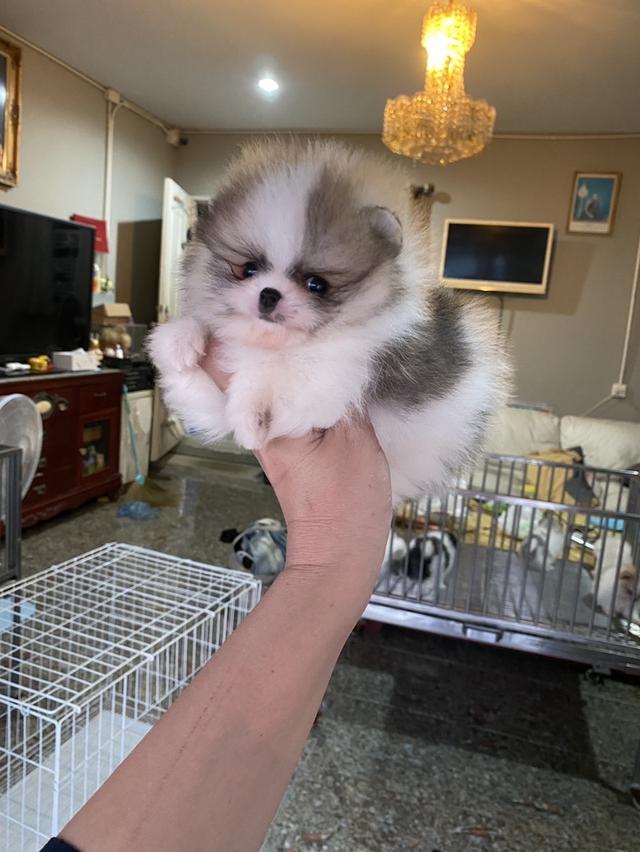 mini product image 2