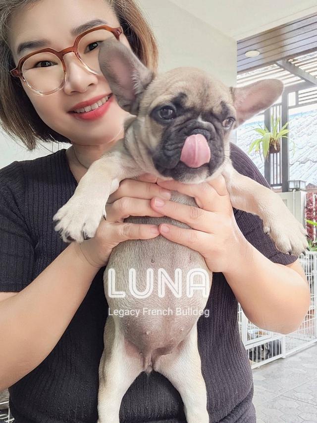 LUNA ลูกสุนัขเฟรนช์บูลด็อก เพศเมีย สีฟอว์น 7