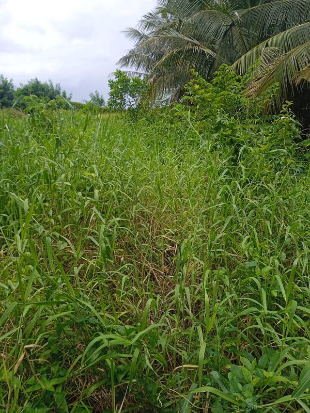 แบ่งขายที่ดิน1ไร่ เสม็ดงาม ต.หนองบัว อ.เมืองจันทบุรี จ.จันทบุรี 7
