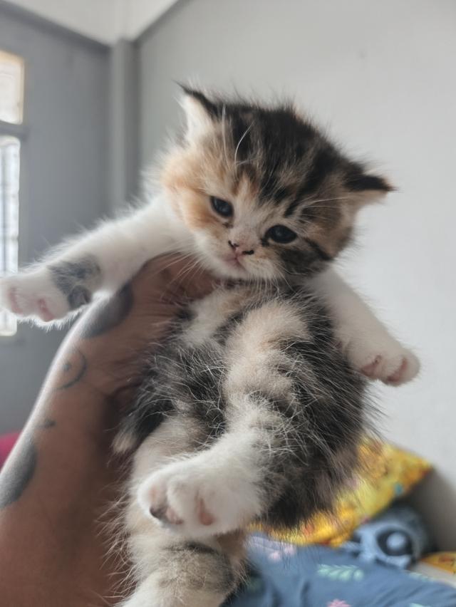 ลูกแมวสก็อตติช เด็กชายเด็กหญิง 6