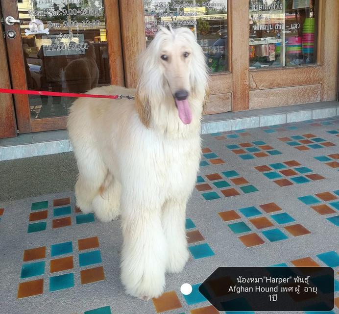 สุนัข Afghan Hound ตัวผู้ 3