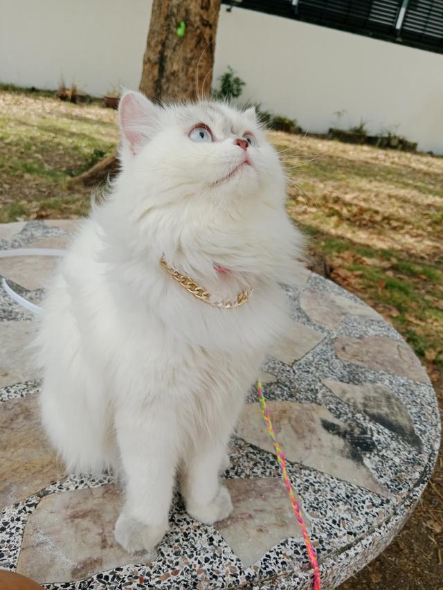 Persian  11