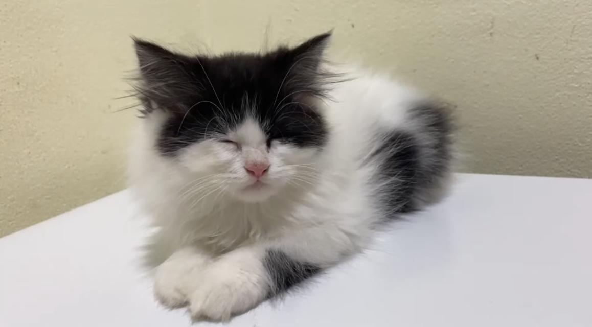 เด็กชายเปอร์เซีย อายุ 3 เดือน เจ้าแพนด้าน้อย รูปที่ 3