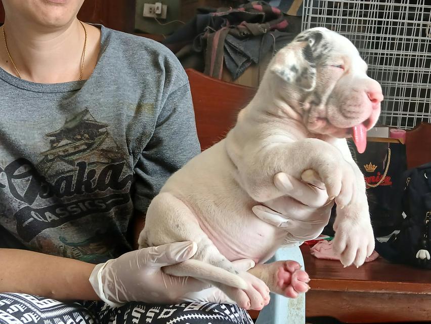 เกรทเดนสวยๆ สายยโรปร้อย Great dane for sale รูปย่อยที่ 4