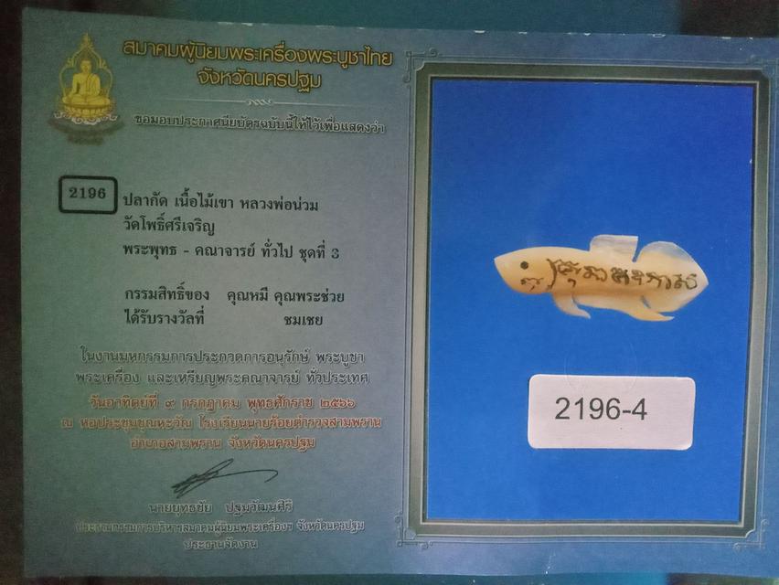 ปลากัด หลวงพ่อน่วม วัดโพธิ์ศรีเจริญ สุพรรณบุรี เนื้อเขาควาย ปี2557