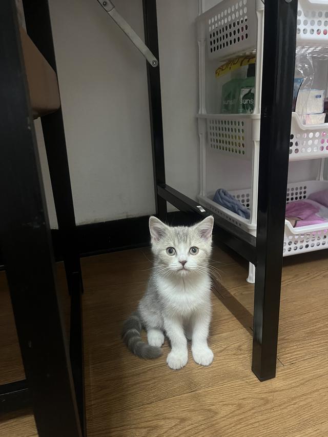 แมวมัชกิ้นผสมเปอร์เซีย