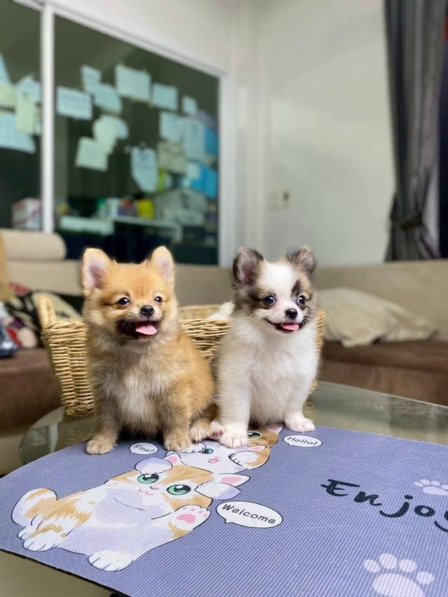 ปอมชิ เพศชาย ไซส์เล็ก น่ารักมาก รูปที่ 4