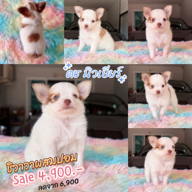 ปอมผสมชิวาวา เพศผู้ พิกัดรามอินทรา