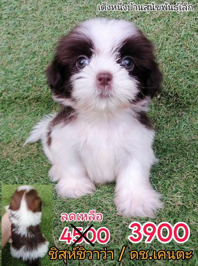 ชิสุผสมพุดเดิ้ล ชิสุห์ปอม ชิสุห์ชิวาว่า ชิวาว่าขนยาว