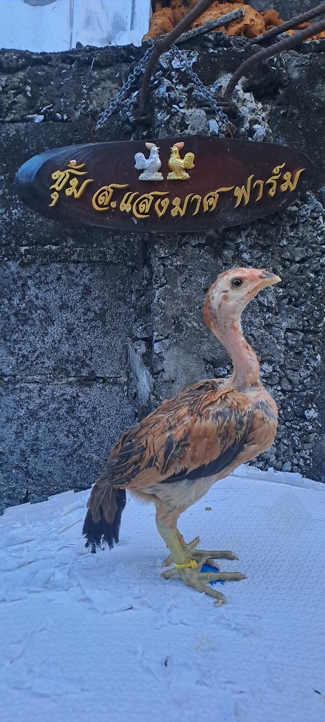 แบ่งสายพันธุ์ ลูกไก่ชน เหล่าพ่อแม่เงินล้าน รูปที่ 21
