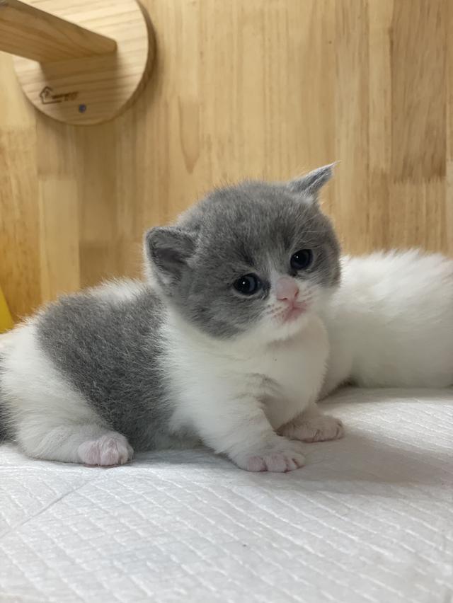 ลูกแมวแมวมันช์กิ้นขาสั้น รูปที่ 3