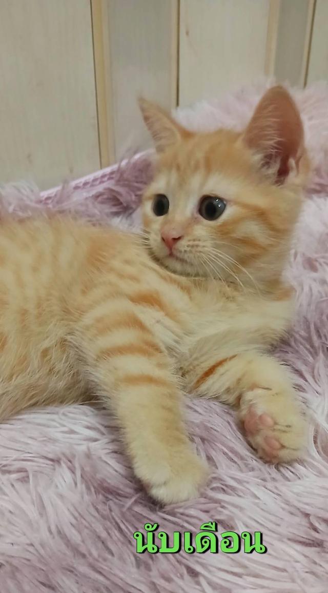 แมวสก๊อตติช เด็กหญิง