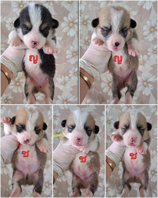 เปิดจองลูกสุนัขคอร์กี้แท้