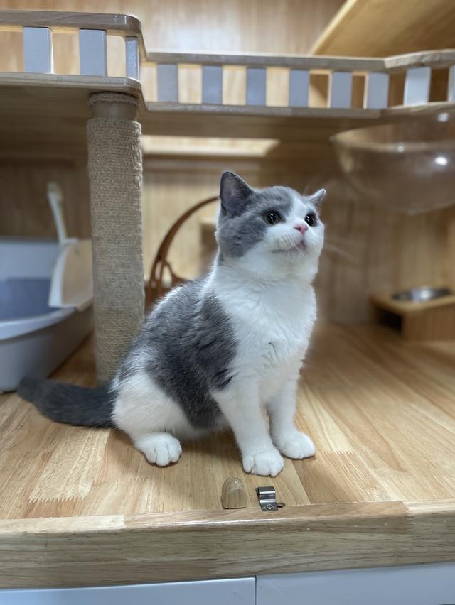 แมวมันช์กิ้นขายาวพร้อมย้าย