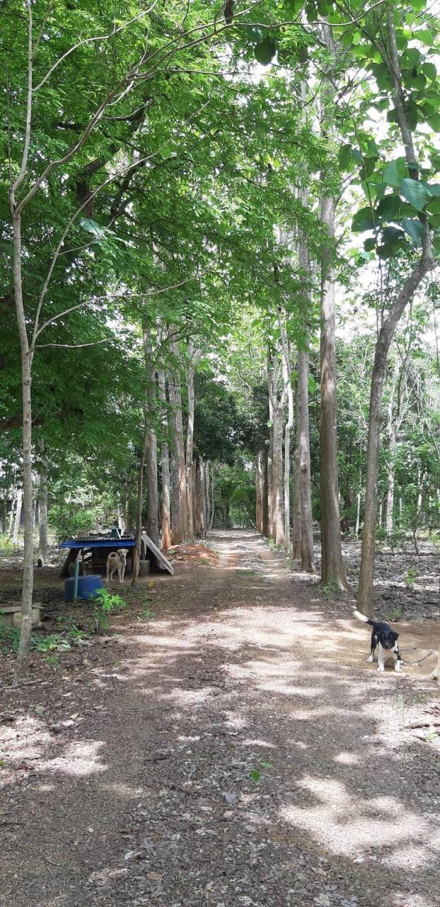 ขายที่ดินแปลงใหญ่ พร้อมสวนผลไม้ อยู่ติดถนนลาดยาง ราคาต่อรองได้ 5