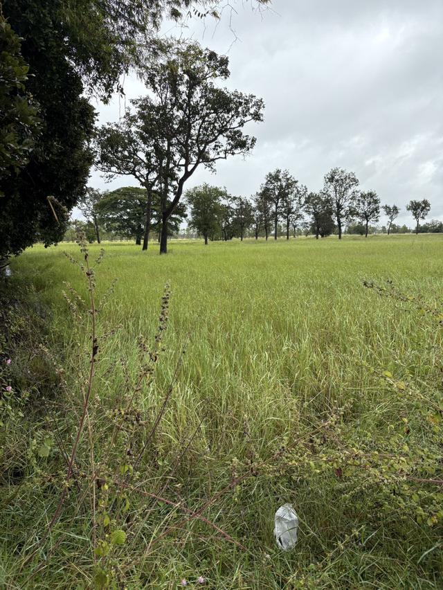 ขายที่นา 12 ไร่กว่า ราคาถูก อ.กันทรารมย์ จ.ศรีสะเกษ เจ้าของขายเอง 2