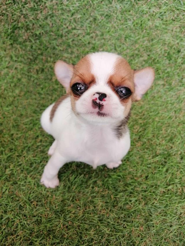 ชิวาว่าเเท้ขนสั้น ช.