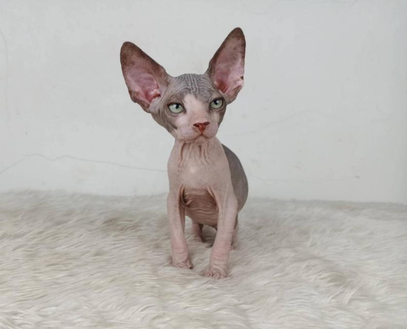 36.แมวสฟิงซ์/เพศผู้ หาบ้าน Sphynx Cat/Male looking for a new home 6