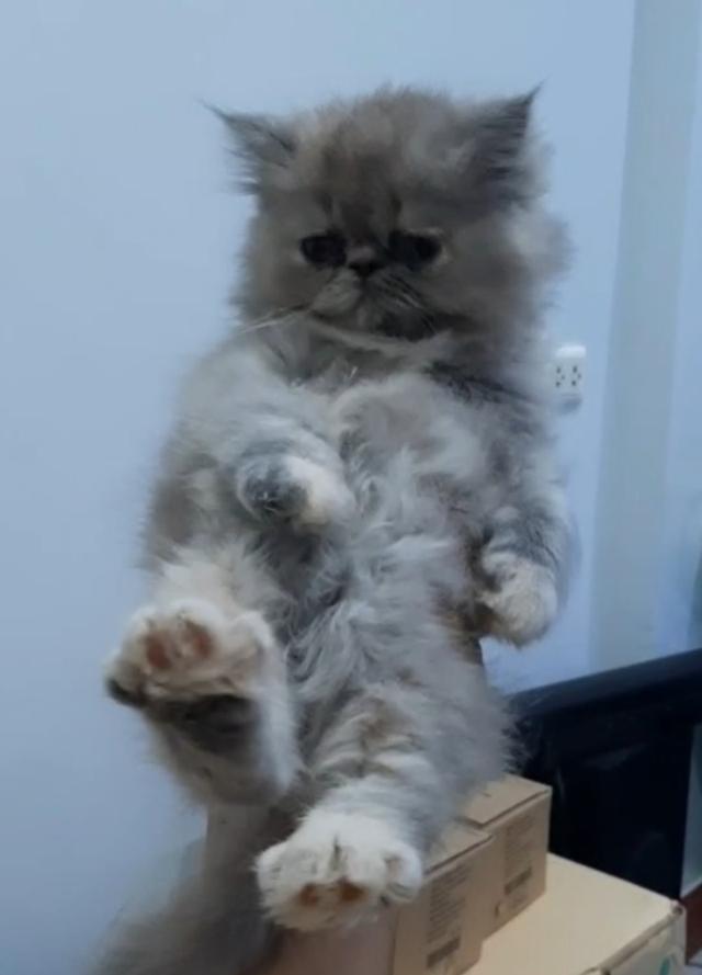 น้องเตาถ่าน 2