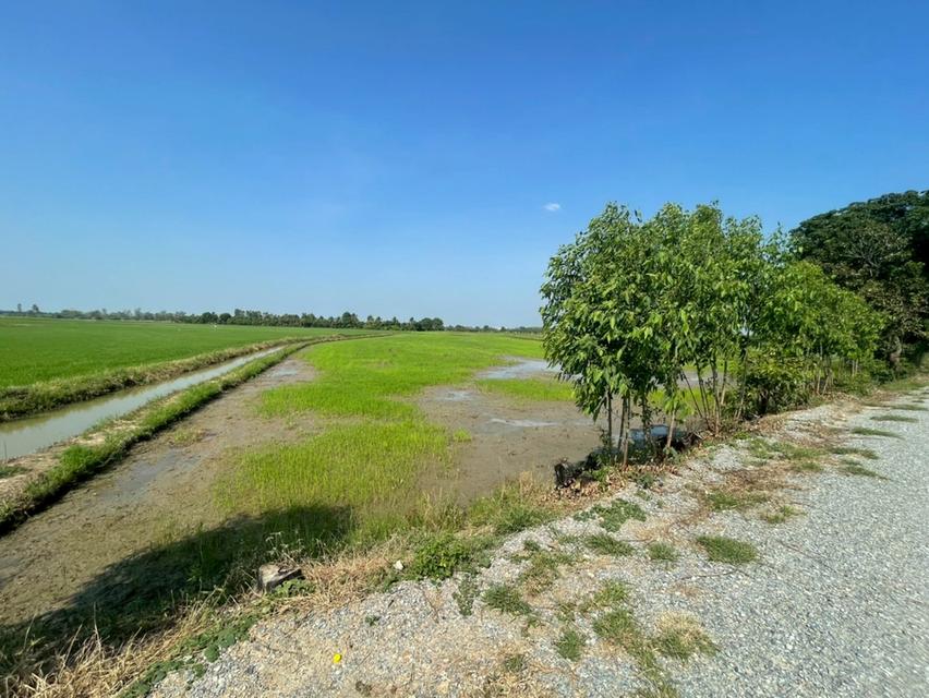 ที่ดิน จำนวน 9 ไร่ จ.สุพรรณบุรี 4