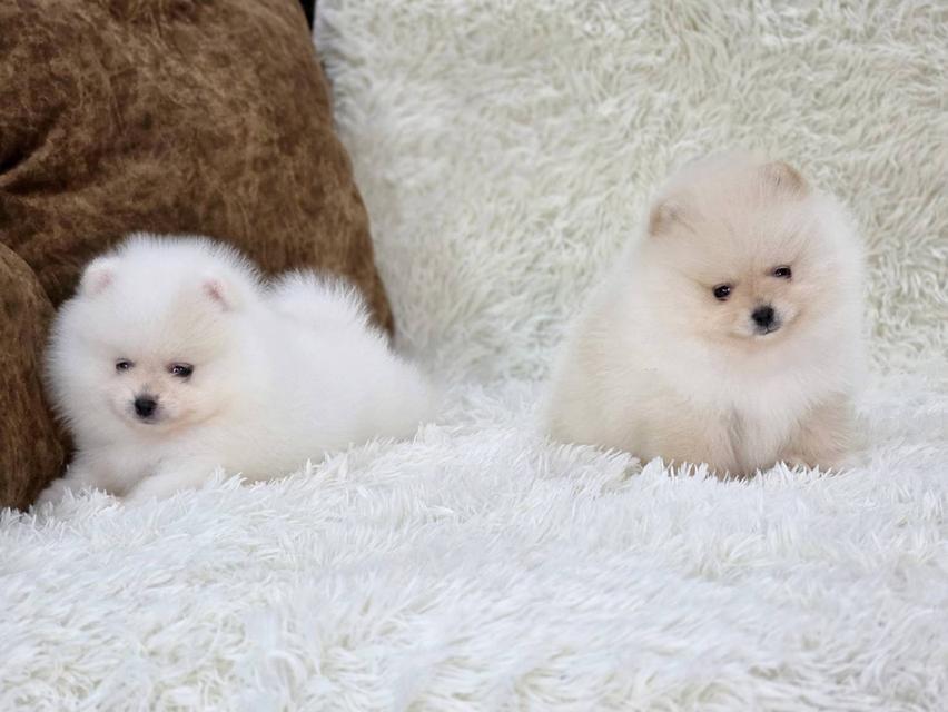 ปอมเมอเรเนียนแท้ สีขาว และสีขาวครีม เพศผู้ พิกัดรามอินทรา 14