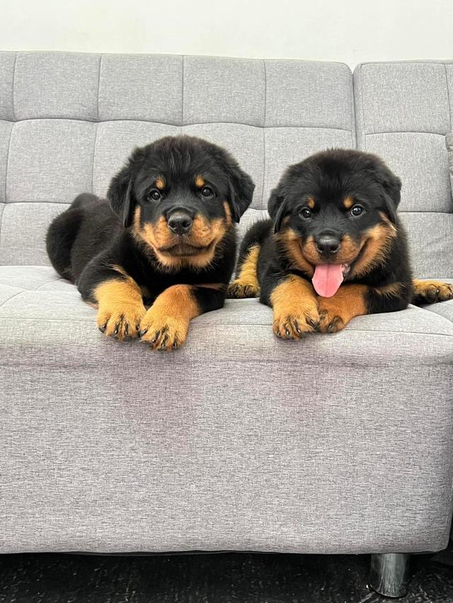 Rottweiler Puppies WhatsApp me : +66 63 826 3042 รูปย่อยที่ 2