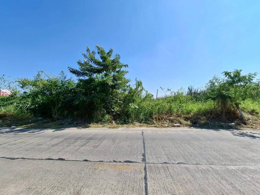 ขายที่ดิน ลำลูกกา คลองสอง 200 ตร.วา. ซอยผู้ใหญ่กำนัน หน้ากว้าง 28 ม. เหมาะปลูกบ้าน ใกล้เทศบาลลำสามแก้ว 3