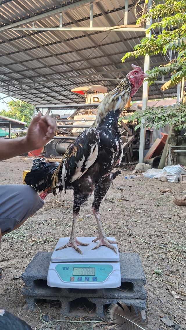 ซุ้มไก่ชน ป่าก๋อย คชินทร์ฟาร์ม รูปที่ 13