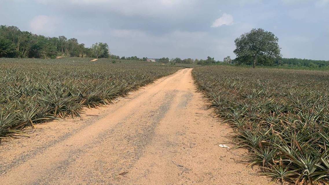 Land for Sale – Pluak Daeng, Rayong, Thailand 5