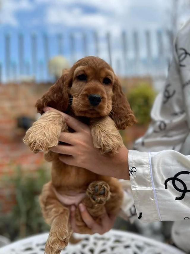 Cocker Spaniel Puppies | WhatsApp me : +66 63 826 3042 รูปที่ 2