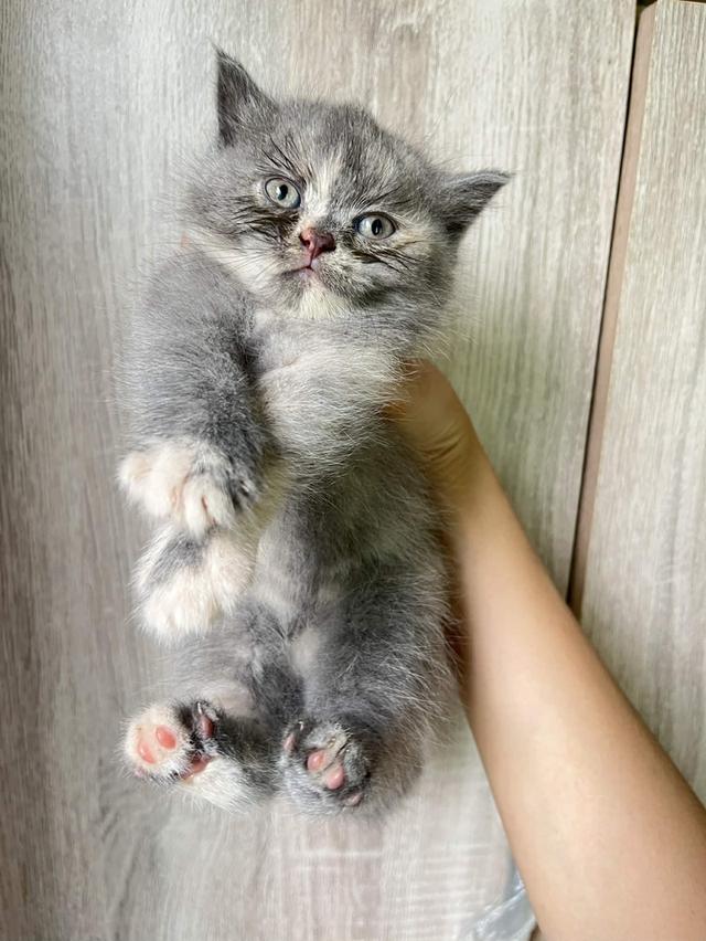 ลูกแมวสก๊อตติช