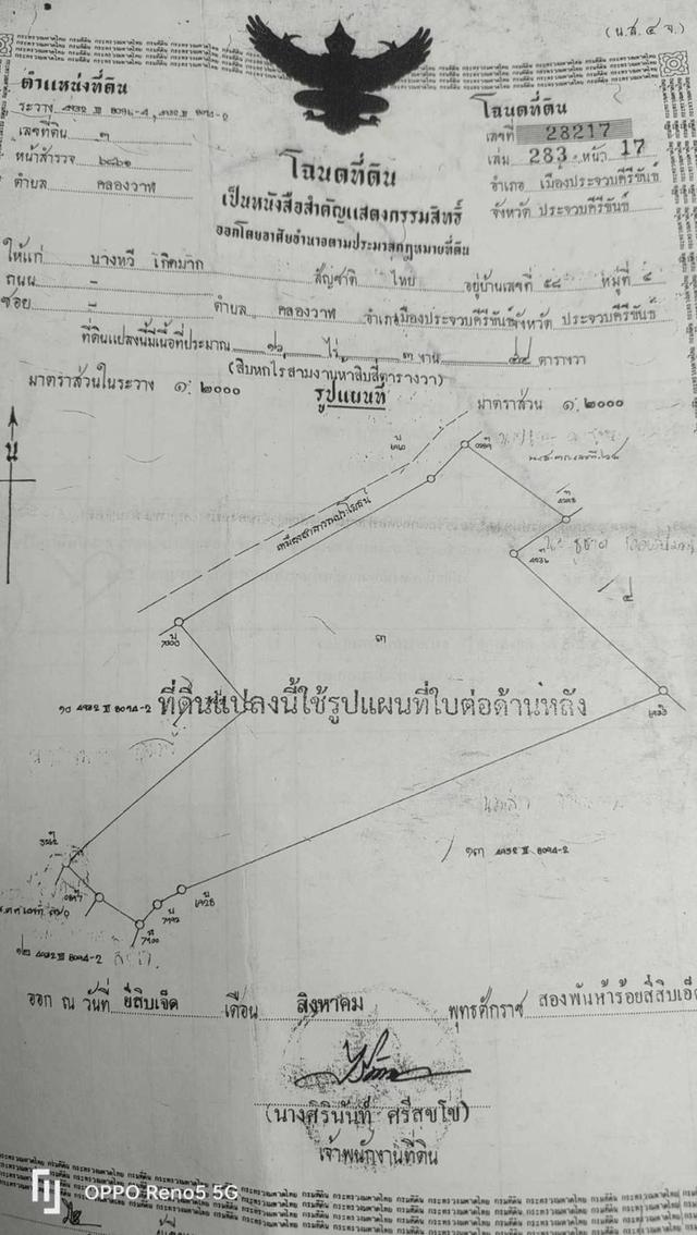 สวนปาล์มแบ่งขาย 3-6ไร่ 1